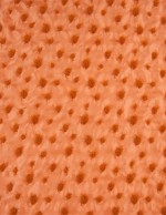 lace 57151001 P